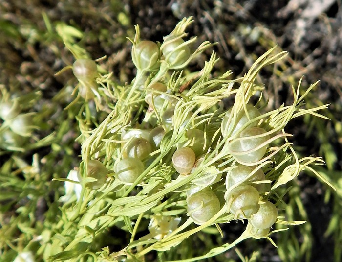 Menodora longiflora