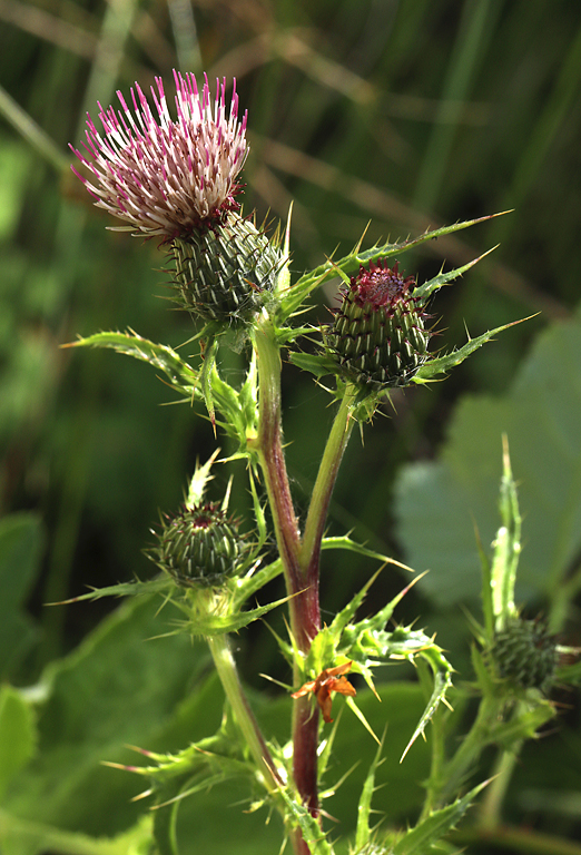 Cirsium hydrophilum var. vaseyi