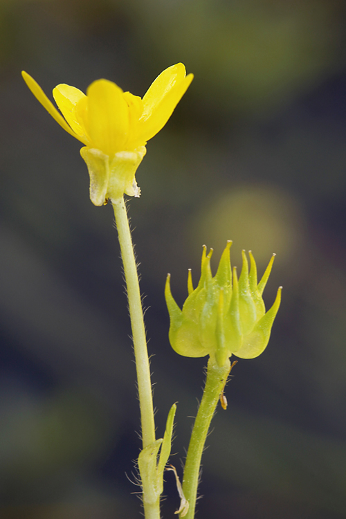 Ranunculus orthorhynchus