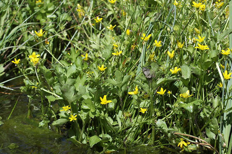 Ranunculus orthorhynchus Ranunculus orthorhynchus