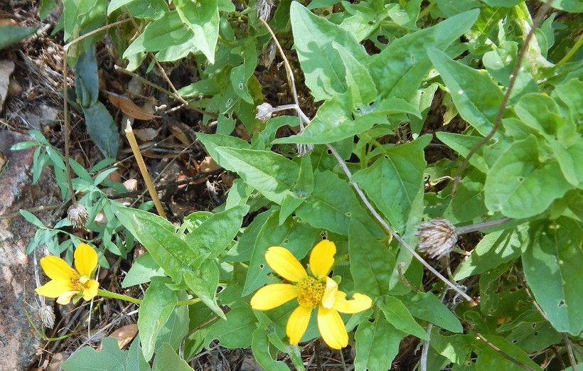 Heliopsis parvifolia