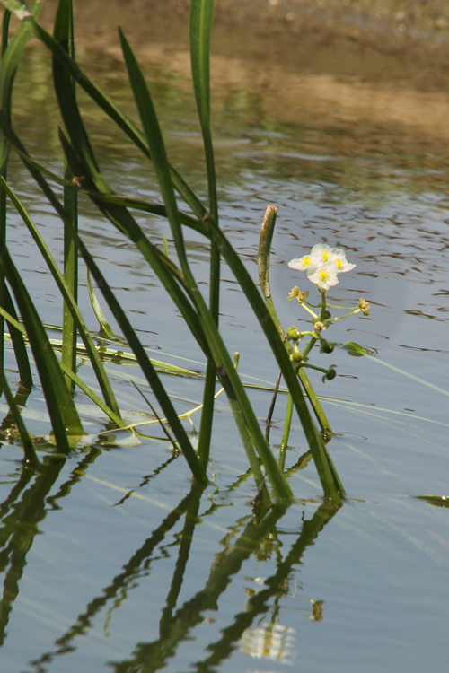 Sagittaria sanfordii