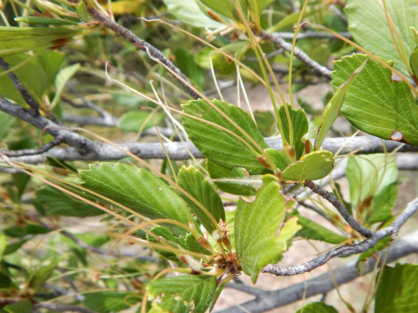 Cercocarpus montanus var. glaber