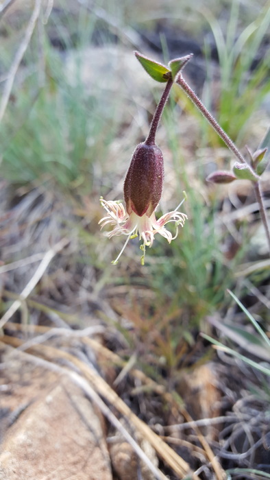 Silene greenei ssp. angustifolia