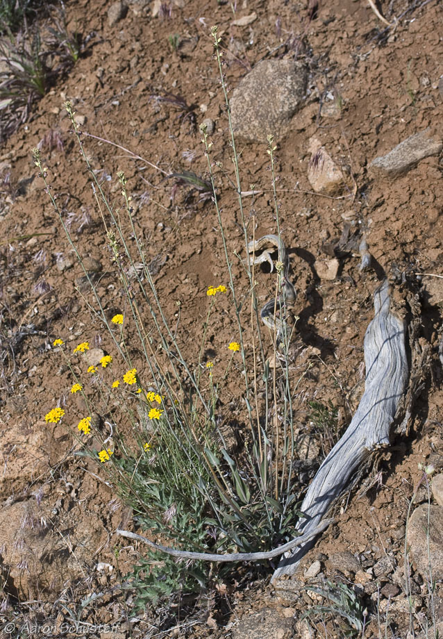 Streptanthus cordatus var. piutensis Streptanthus cordatus var. piutensis
