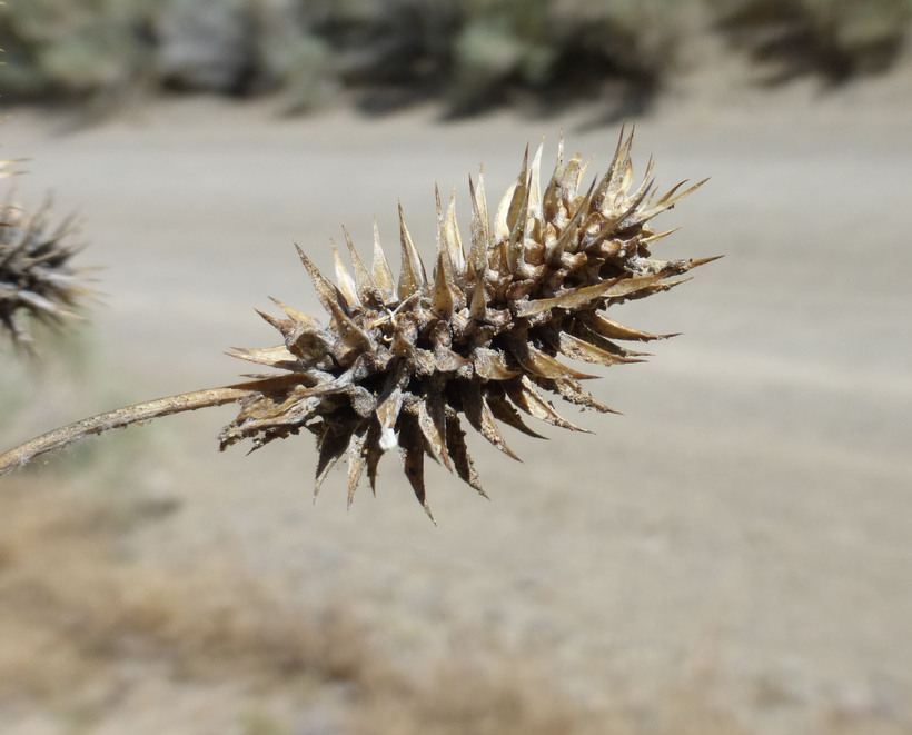 Ranunculus testiculatus