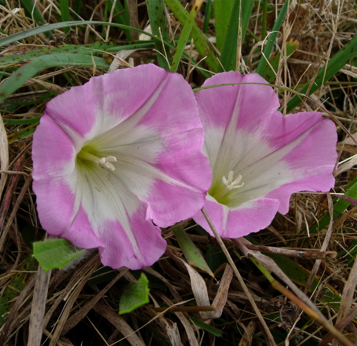 Calystegia purpurata