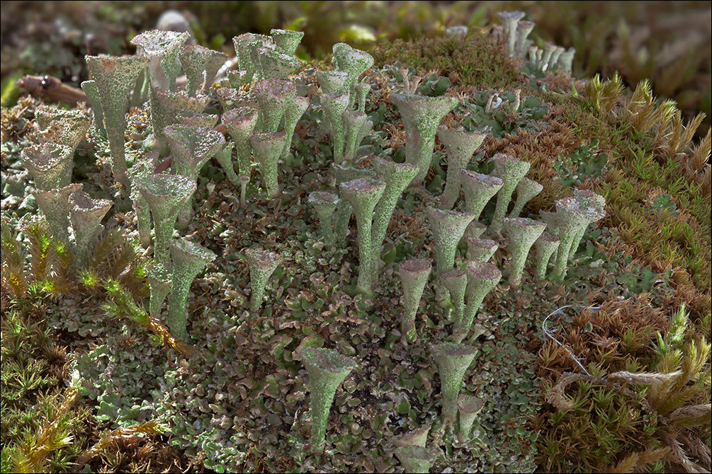 Cladonia pyxidata