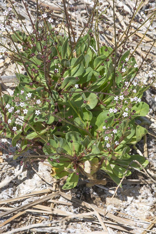 Samolus ebracteatus ssp. cuneatus