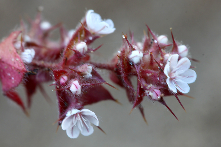 Mucronea californica Mucronea californica