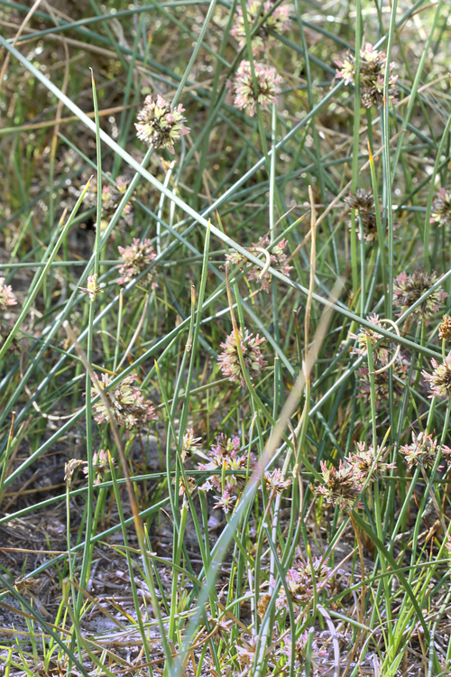 Juncus breweri Juncus breweri