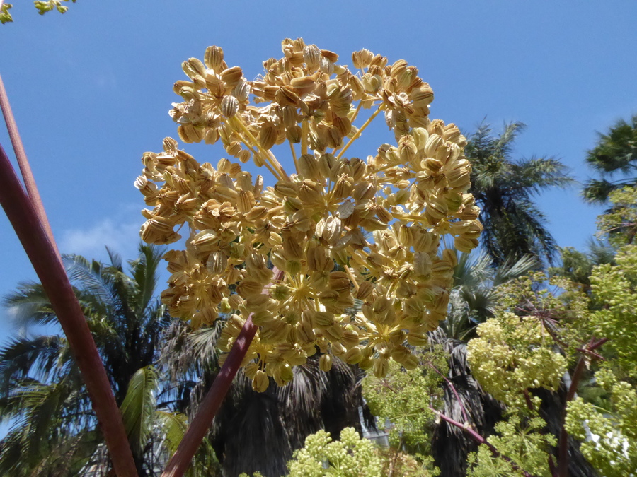 Angelica archangelica