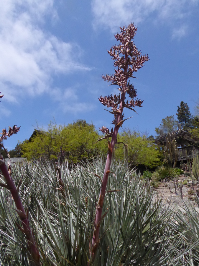 Puya venusta