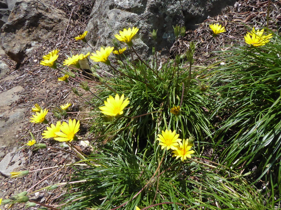 Gazania linearis