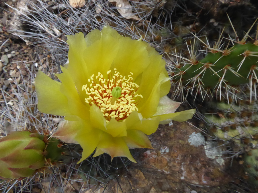 Opuntia tortispina