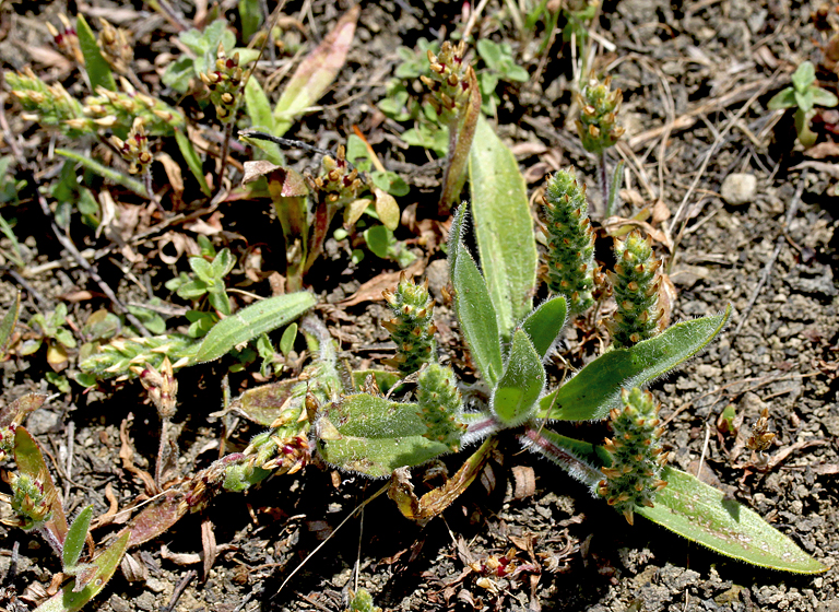 Plantago truncata ssp. firma