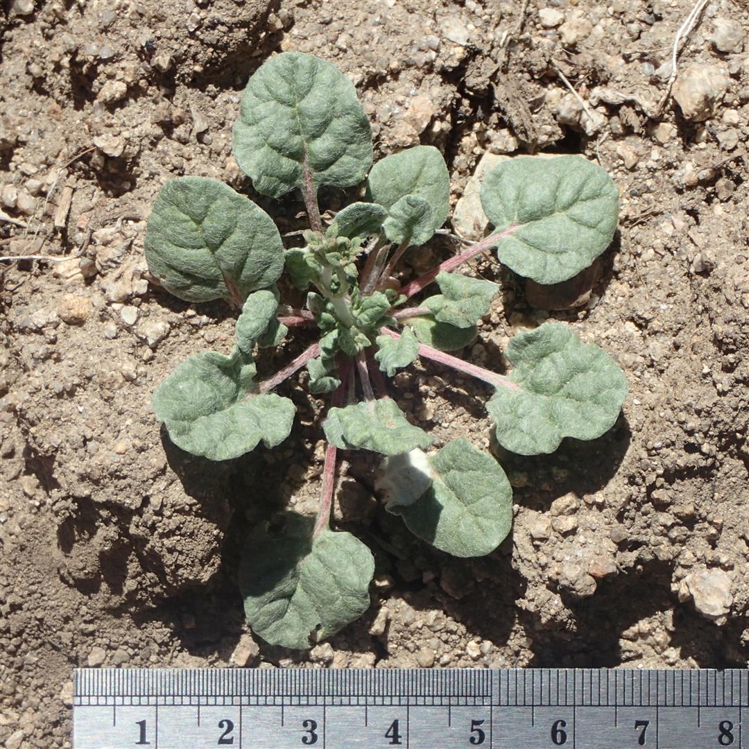 Eriogonum baileyi