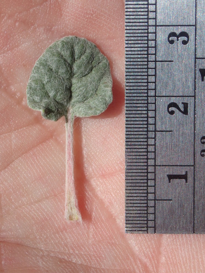 Eriogonum baileyi