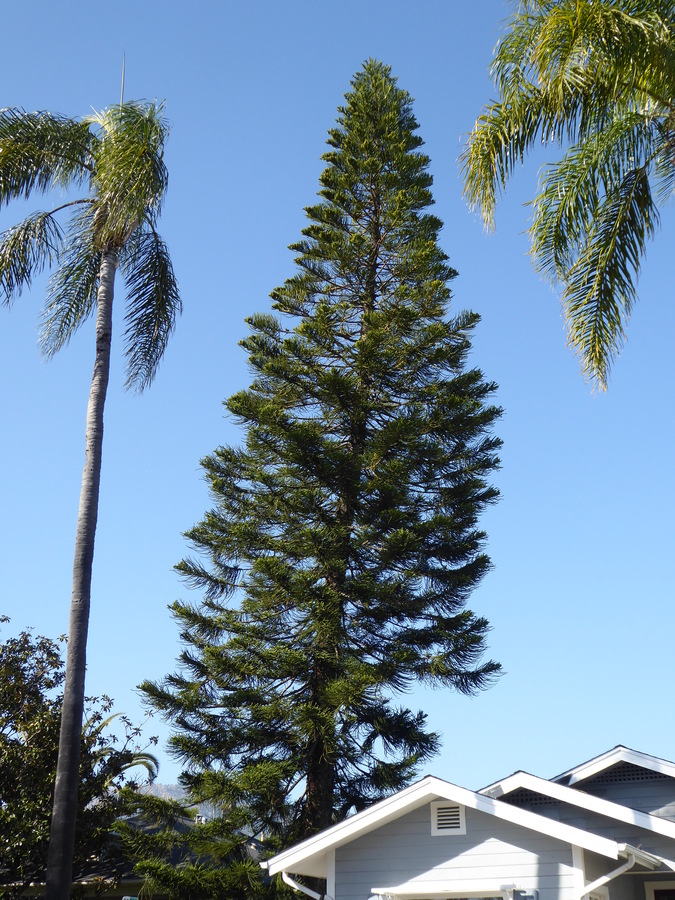 Araucaria columnaris