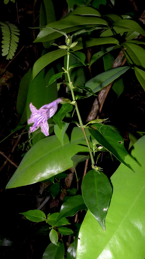 Ruellia zalesskii Ruellia zalesskii