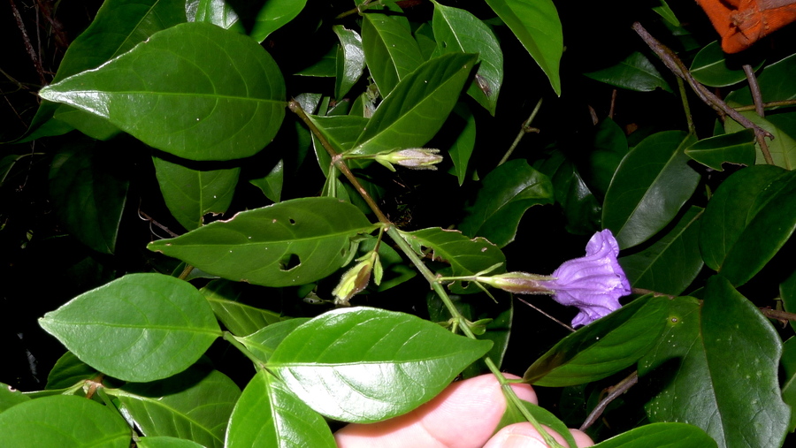 Ruellia zalesskii Ruellia zalesskii