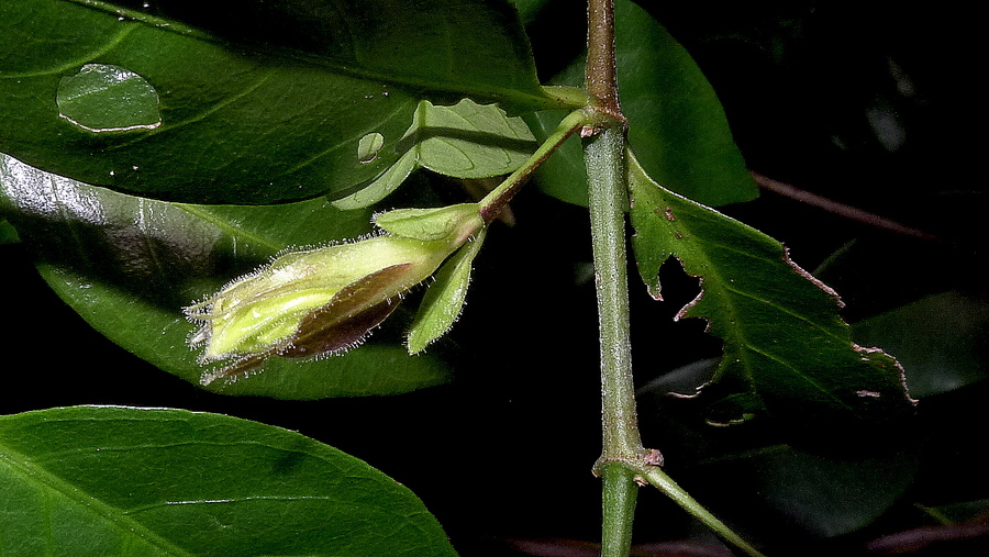 Ruellia zalesskii Ruellia zalesskii