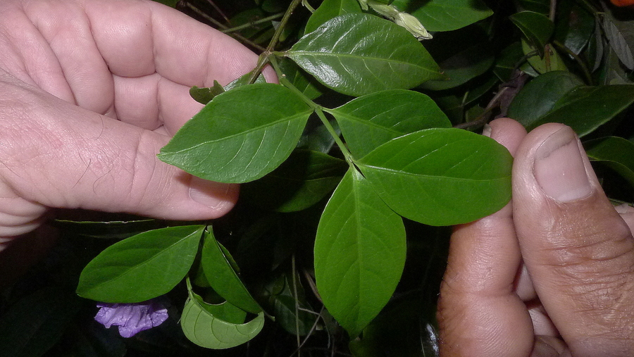 Ruellia zalesskii Ruellia zalesskii