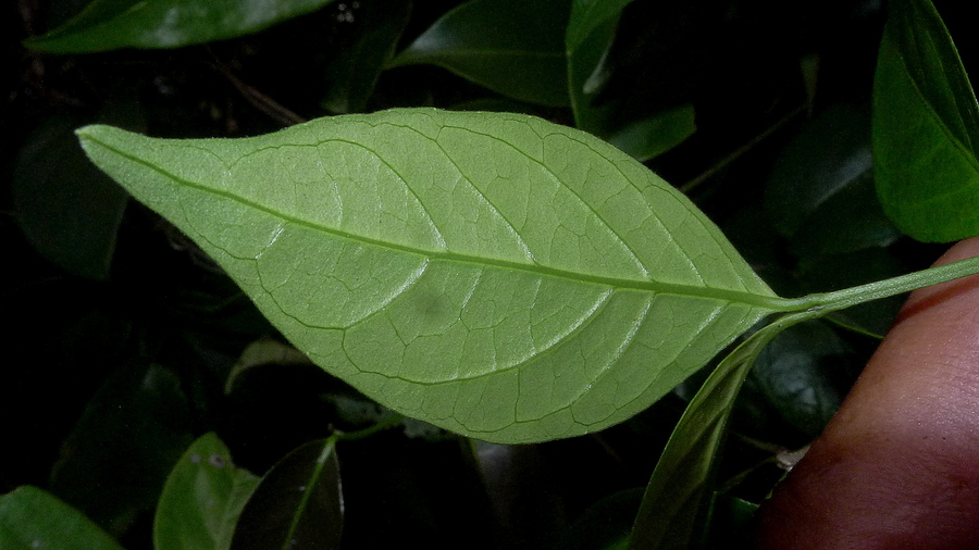 Ruellia zalesskii Ruellia zalesskii