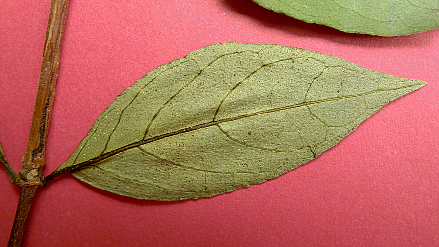Ruellia zalesskii Ruellia zalesskii