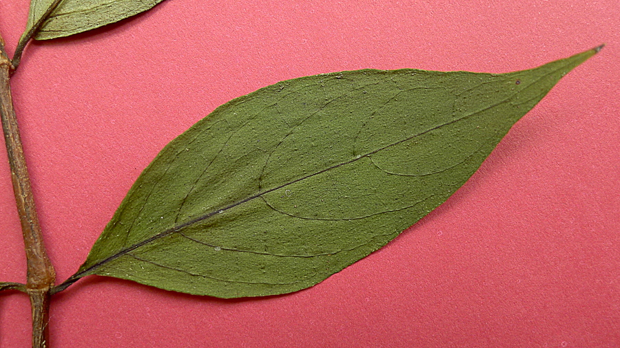 Ruellia zalesskii Ruellia zalesskii