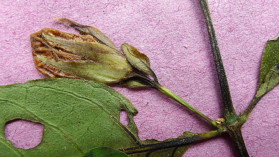 Ruellia zalesskii Ruellia zalesskii