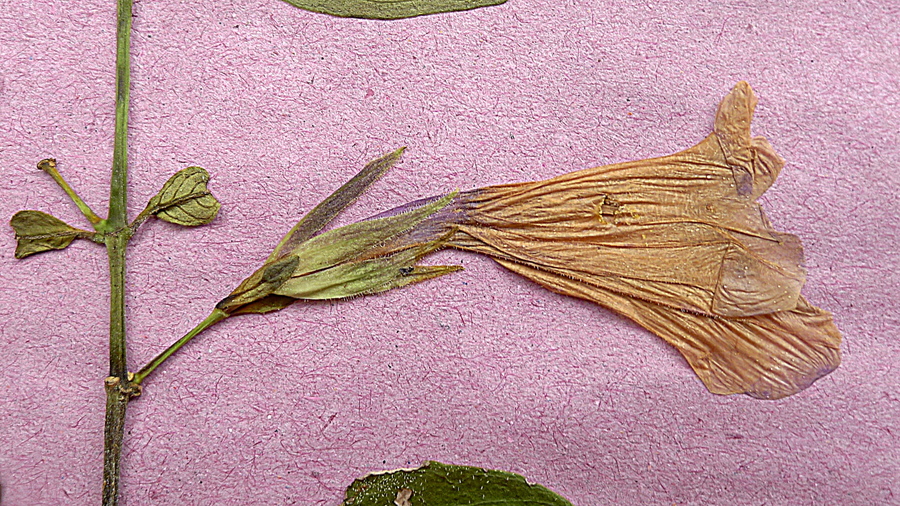 Ruellia zalesskii Ruellia zalesskii