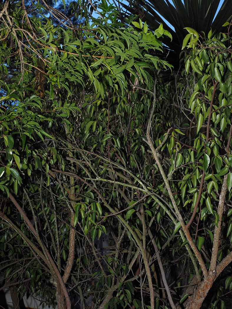 Rhus choriophylla