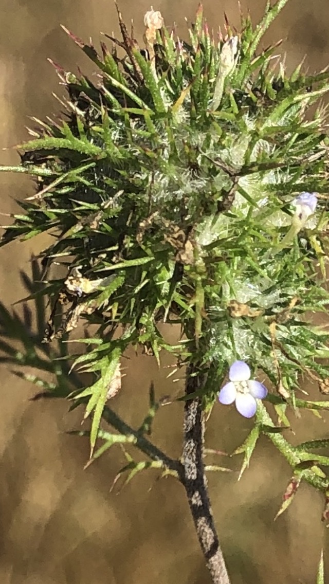 Navarretia heterandra Navarretia heterandra