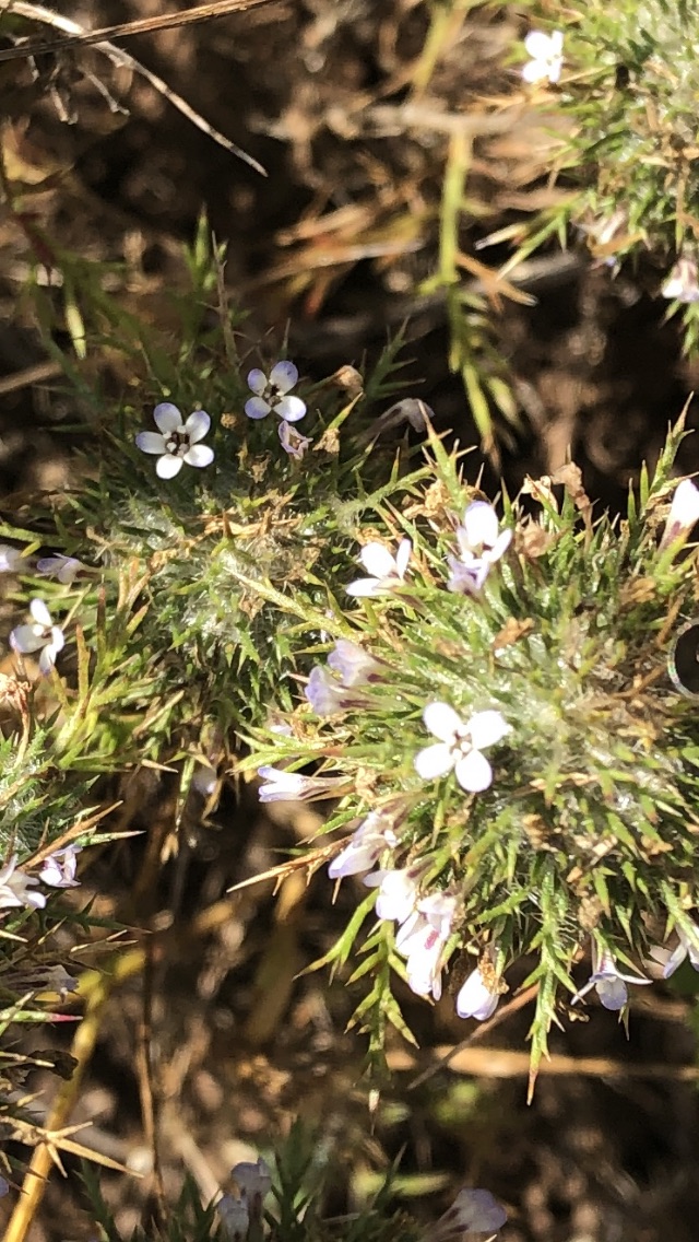 Navarretia heterandra Navarretia heterandra