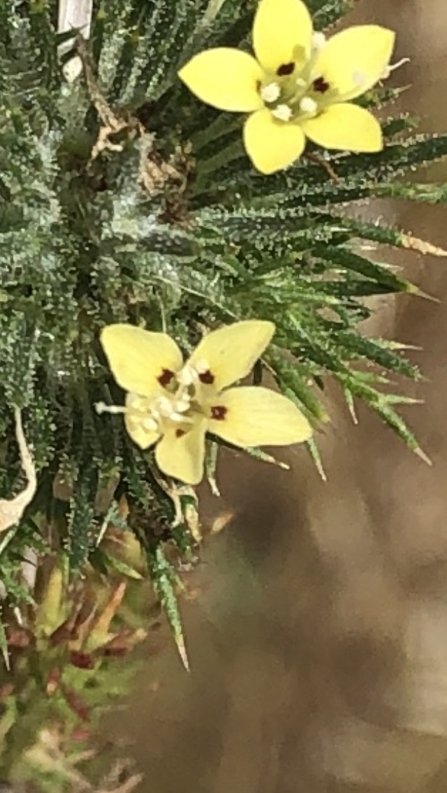 Navarretia nigelliformis ssp. nigelliformis Navarretia nigelliformis ssp. nigelliformis