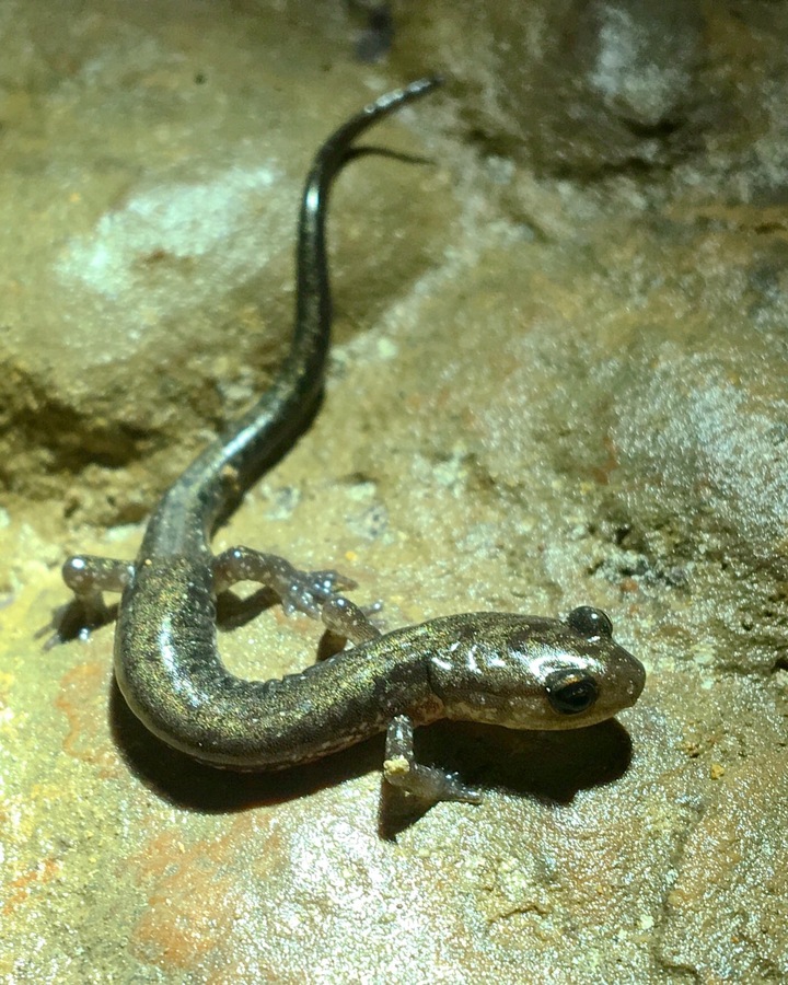 Plethodon dixi Plethodon dixi