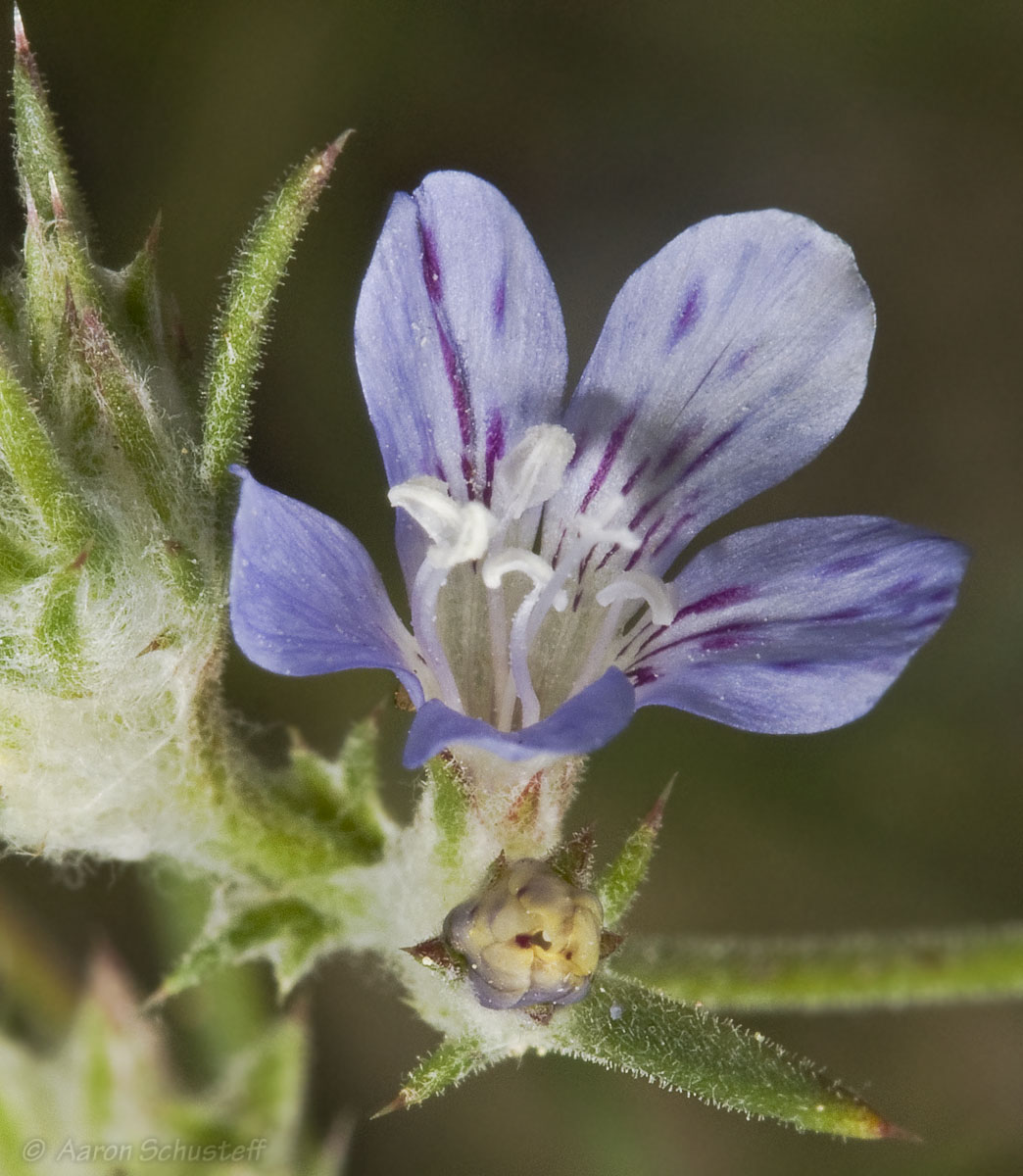Eriastrum eremicum ssp. eremicum Eriastrum eremicum ssp. eremicum