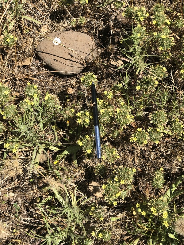Navarretia nigelliformis ssp. nigelliformis Navarretia nigelliformis ssp. nigelliformis