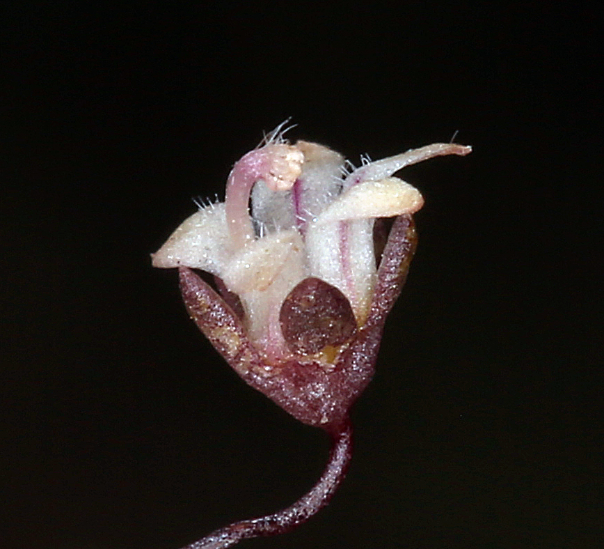Nemacladus inyoensis Nemacladus inyoensis