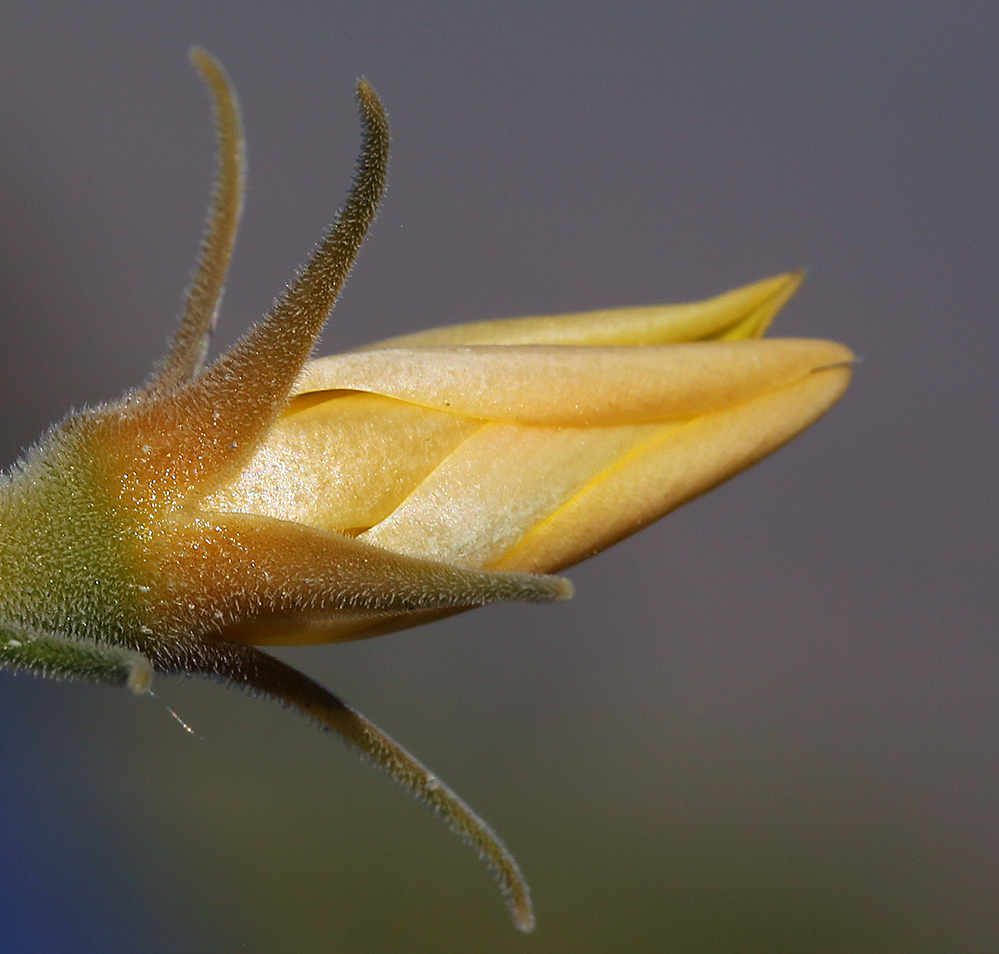 Mentzelia inyoensis