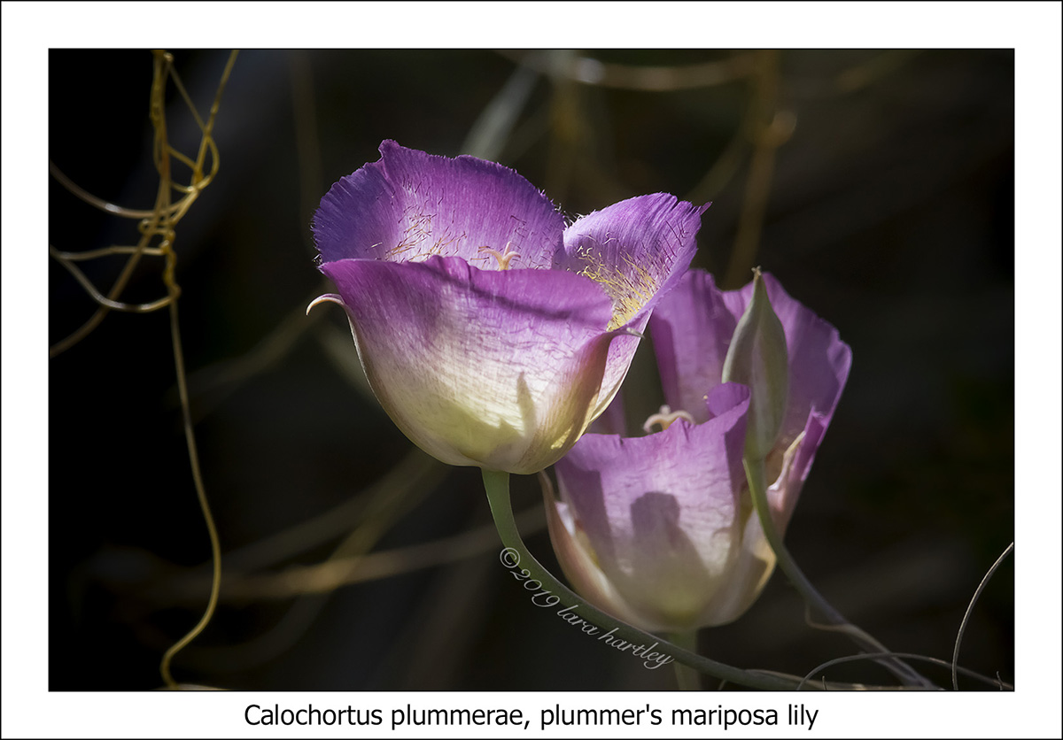 Calochortus plummerae Calochortus plummerae