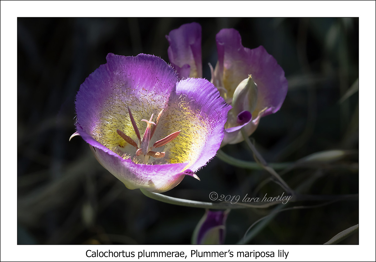 Calochortus plummerae