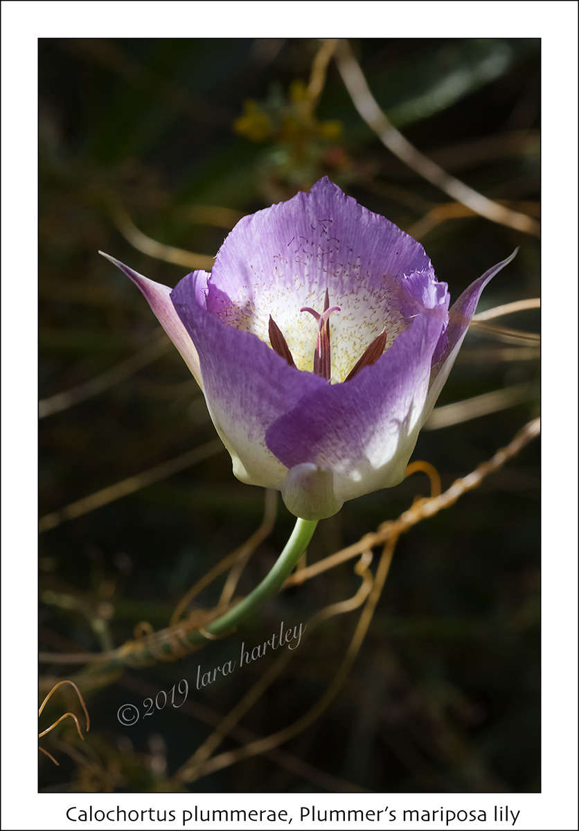 Calochortus plummerae Calochortus plummerae