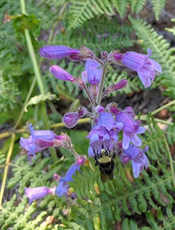 Penstemon rattanii var. kleei