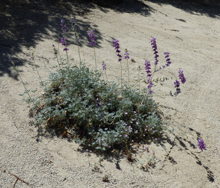Lupinus excubitus var. austromontanus, Saltugilia splendens ssp. splendens Lupinus excubitus var. austromontanus, Saltugilia splendens ssp. splendens