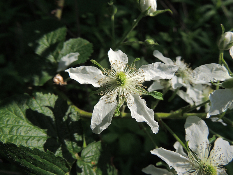 Rubus allegheniensis Rubus allegheniensis