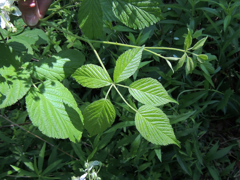 Rubus allegheniensis Rubus allegheniensis