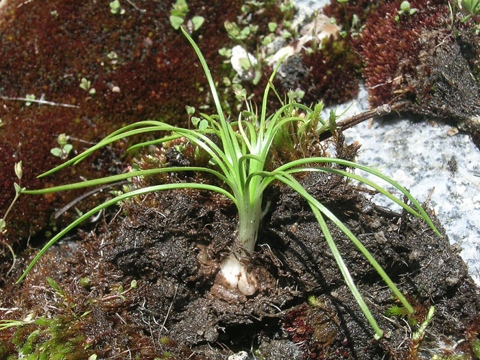 Isoetes orcuttii