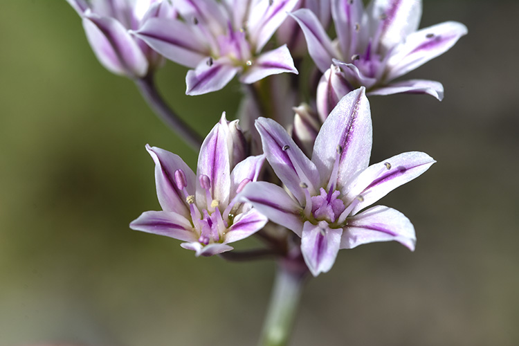 Allium macropetalum
